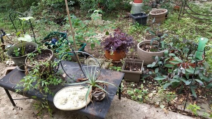 Plants and pots