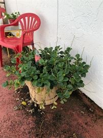 outdoor plant