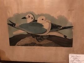 John James Audubon Havell