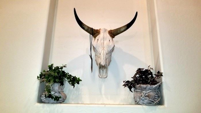 Real Cow Skull - Excellent Condition