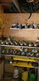 Collection of duck decoys includes some wooden, plastic and rubber. Big black mesh carrying bag up in the rafters.