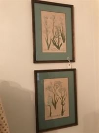 Lovely set of old botanical prints.