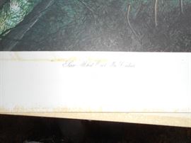 Saw Whet Owl in Cedar