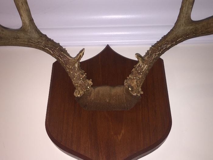 ANTLER WALL HANGING: Height: 17” x 21”. 