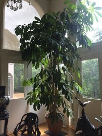 REAL LIVE 14 FT POTTED HEALTHY TREE: Height: 14 FT. Width: 6 FT. 