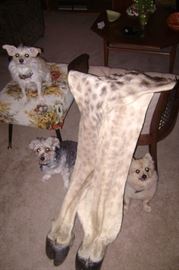 WE EVEN HAVE GIRAFE LEG SKINS AND HOOFS !