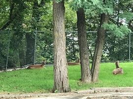 Go figure.. a day in the country in middle of Paterson!