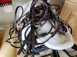 Horse Tack