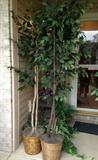 ficus trees