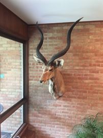 Shoulder mount of Greater Kudu.