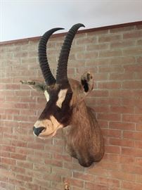 Shoulder mount of Sable Antelope.