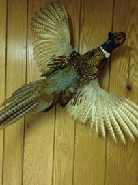 mounted pheasant