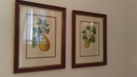 Vintage pear lithographs