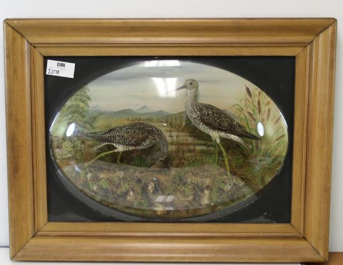 Antique Framed Bird Diorama With Bubble Glass