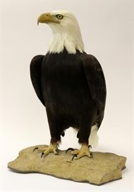 "DAVIS" SIGNED, BISQUE PORCELAIN EAGLE SCULPTURE, H 23", W 17", D 7", "BALD EAGLE"
Lot # 0012 