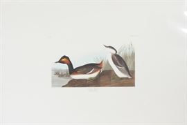 JOHN JAMES AUDUBON (AMER 1785-1851), HAND COLORED, ENGRAVING, PLATE 404, C1838, H 11", W 17 1/2", IMAGE, "EARED GREBE"
Lot # 0143 
