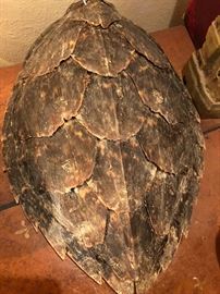 Antique Turtle Shell.