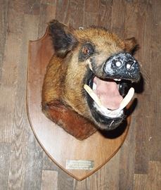 Boar mount