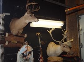 Taxidermy