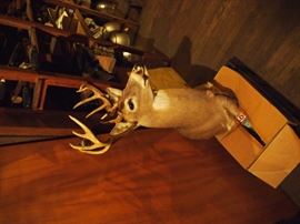 Deer mount
