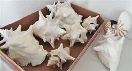 Nice shells and 1/2 Nautilus