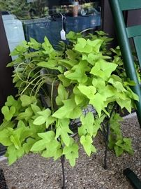 Sweet potato plant and planter