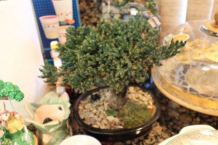 Miniature bonsai tree