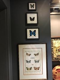 A wonderful butterfly print and framed butterflies above