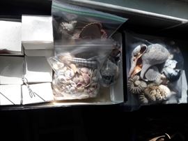 seashells