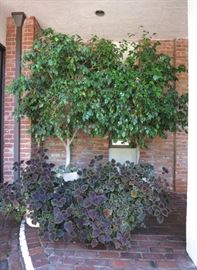 Large Potted Ficus Trees and other Potted Plants