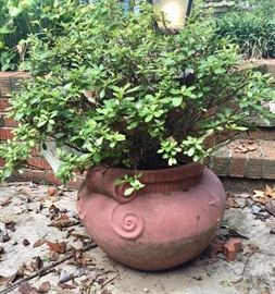 Azalea in large terracotta pot  