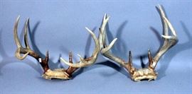 Deer Antler Taxidermy, Qty 2 Racks, Rustic Cabin Decor, 15"W x 12"H and 13.5" x 13.25"