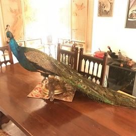 Absolutely Stunning Peacock is Fabulous on this long heavy built plank trestle table/carved legs w/8 chairs app 3' x 8'
