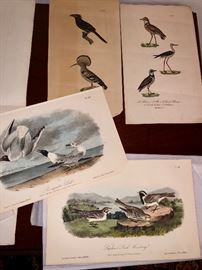 Audubon hand painted bird prints