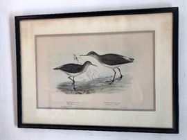 John Gould,  hand-colored lithograph, Wood Sandpiper, Green Sandpiper, antique.