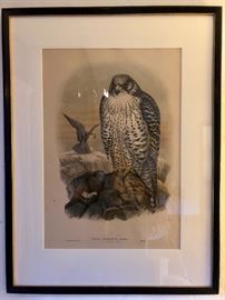 John Gould Iceland Falcon