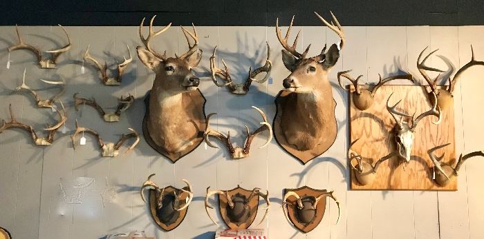 Mounted Deer Heads & Antlers