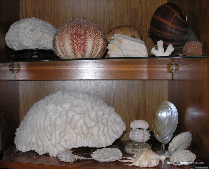 Coral , shells and More