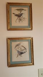 Hand colored lithograph birds
