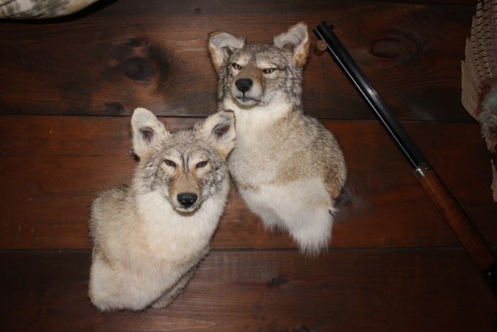 Two coyote mounts