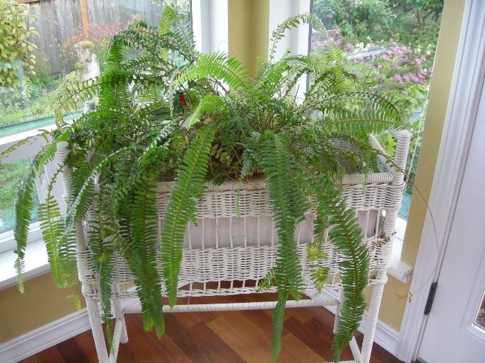 Wicker plant stand with ferns