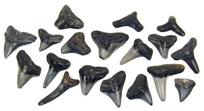 Prehistoric Shark Teeth