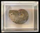 Rare Ancient Mother of Pearl Ammonite Fossil