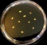 22K Solid Gold Nuggets