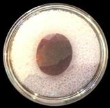 Authentic Faceted Natural Ruby