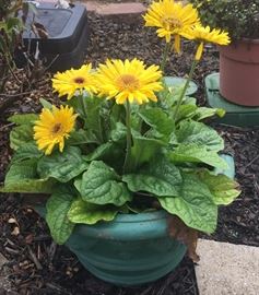 Flowers in pot