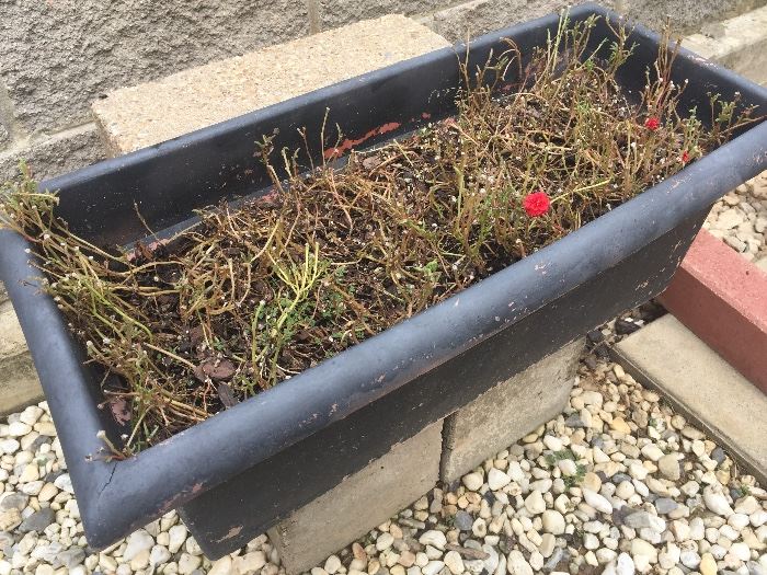 Flowers in rectangle pot