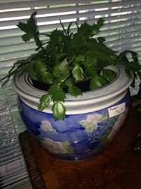 Blue planter and Christmas cactus