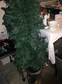 Potted Christmas trees