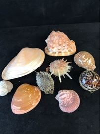 Lot 4 Shells